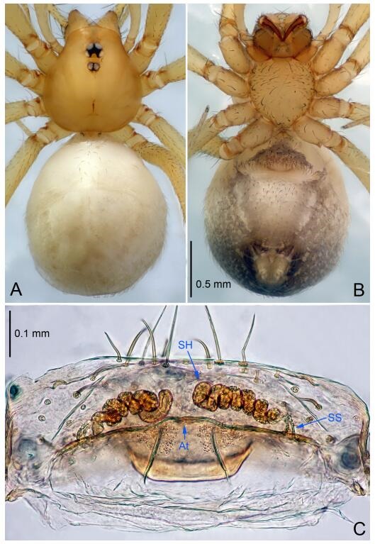 A: Habitus, dorsal view; B: Habitus, ventral view; C: Spermathecae, dorsal view. At: atrium; SS: spermathecae stalk; SH: spermathecae.