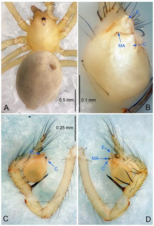 A: Habitus, dorsal view; B: Palpal bulb, ventral view; C: Palp, prolateral view; D: Palp, retrolateral view. PL: prolateral lobe; E: embolus; C: conductor; MA: median apophysis.