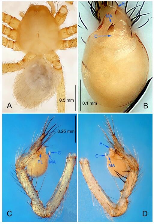 A: Habitus, dorsal view; B: Palpal bulb, ventral view; C: Palp, prolateral view; D: Palp, retrolateral view. PL: prolateral lobe; E: embolus; C: conductor; MA: median apophysis.