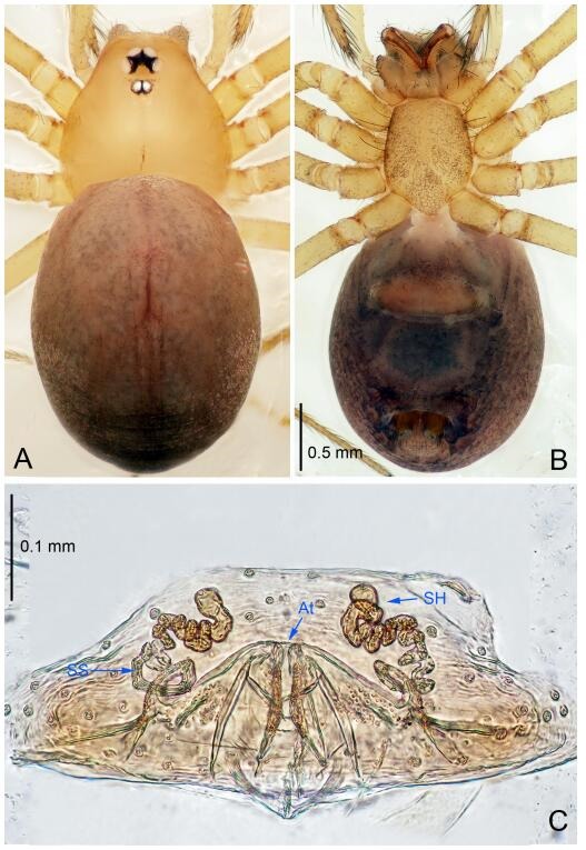 A: Habitus, dorsal view; B: Habitus, ventral view; C: Spermathecae, dorsal view. At: atrium; SS: spermathecae stalk; SH: spermathecae.