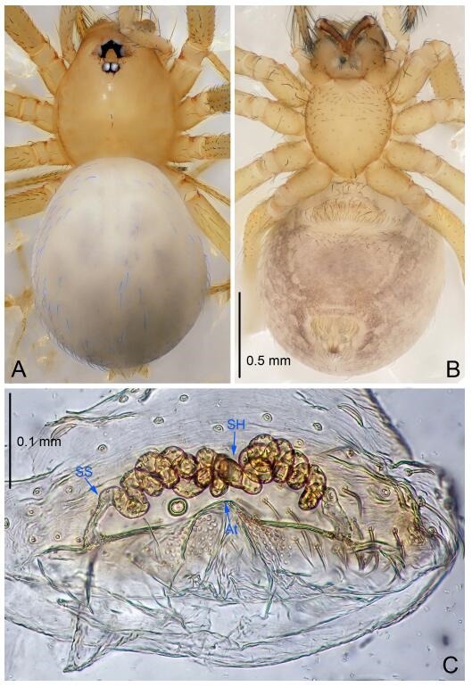 A: Habitus, dorsal view; B: Habitus, ventral view; C: Spermathecae, dorsal view. At: atrium; SS: spermathecae stalk; SH: spermathecae.