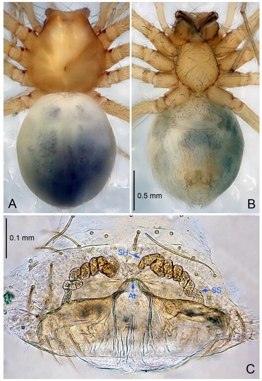 A: Habitus, dorsal view; B: Habitus, ventral view; C: Spermathecae, dorsal view. At: atrium; SS: spermathecae stalk; SH: spermathecae.