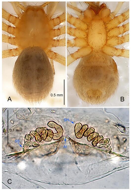 A: Habitus, dorsal view; B: Habitus, ventral view; C: Spermathecae, dorsal view. At: atrium; SS: spermathecae stalk; SH: spermathecae.