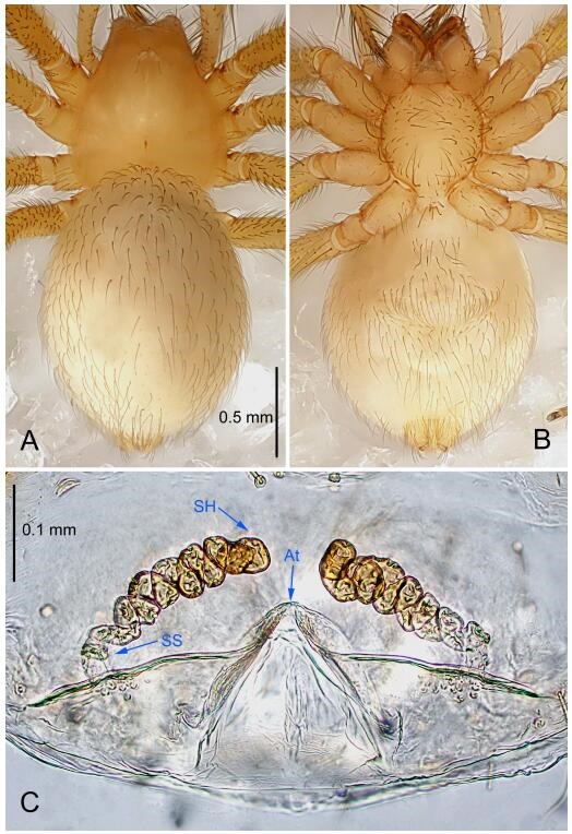 A: Habitus, dorsal view; B: Habitus, ventral view; C: Spermathecae, dorsal view. At: atrium; SS: spermathecae stalk; SH: spermathecae.