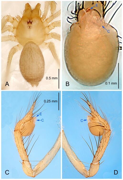 A: Habitus, dorsal view; B: Right palpal bulb, ventral view; C: Right palp, retrolateral view; D: Right palp, prolateral view. PL: prolateral lobe; E: embolus; C: conductor; MA: median apophysis.