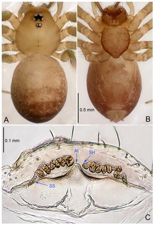 A: Habitus, dorsal view; B: Habitus, ventral view; C: Spermathecae, dorsal view. At: atrium; SS: spermathecae stalk; SH: spermathecae.