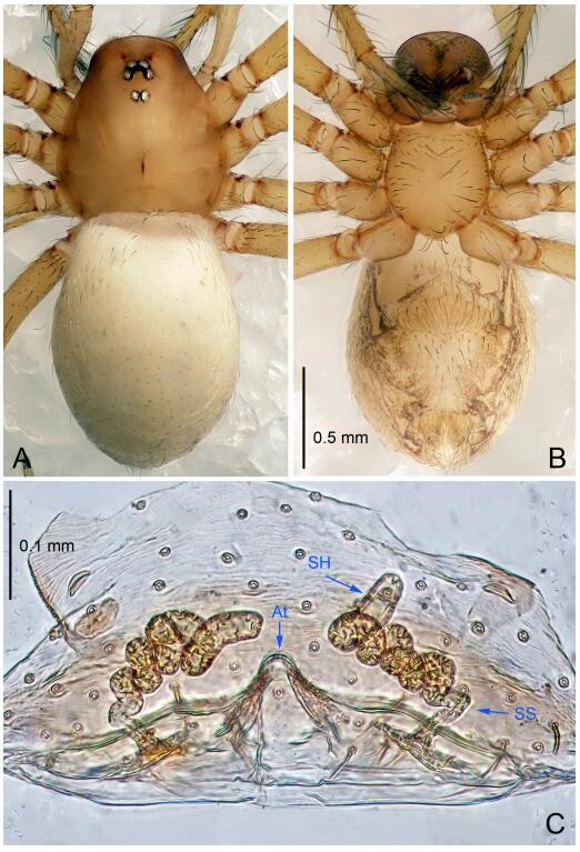 A: Habitus, dorsal view; B: Habitus, ventral view; C: Spermathecae, dorsal view. At: atrium; SS: spermathecae stalk; SH: spermathecae.