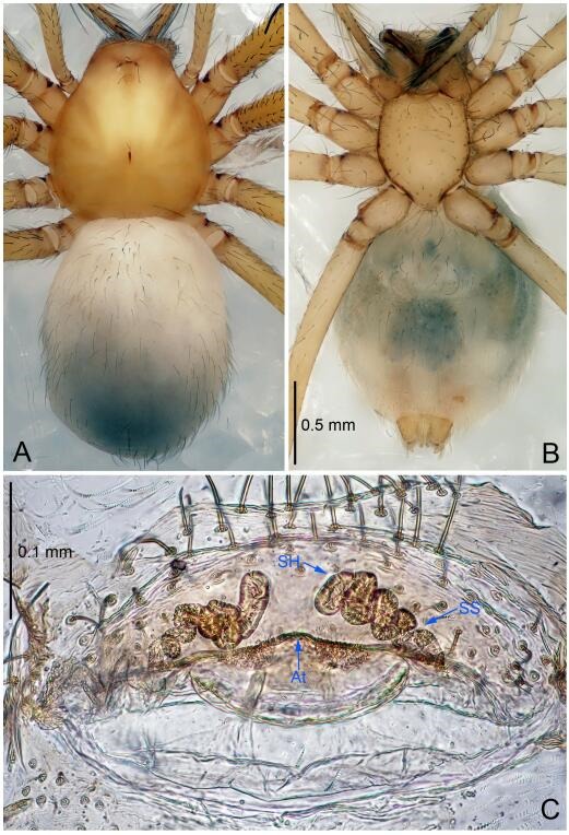 A: Habitus, dorsal view; B: Habitus, ventral view; C: Spermathecae, dorsal view. At: atrium; SS: spermathecae stalk; SH: spermathecae.