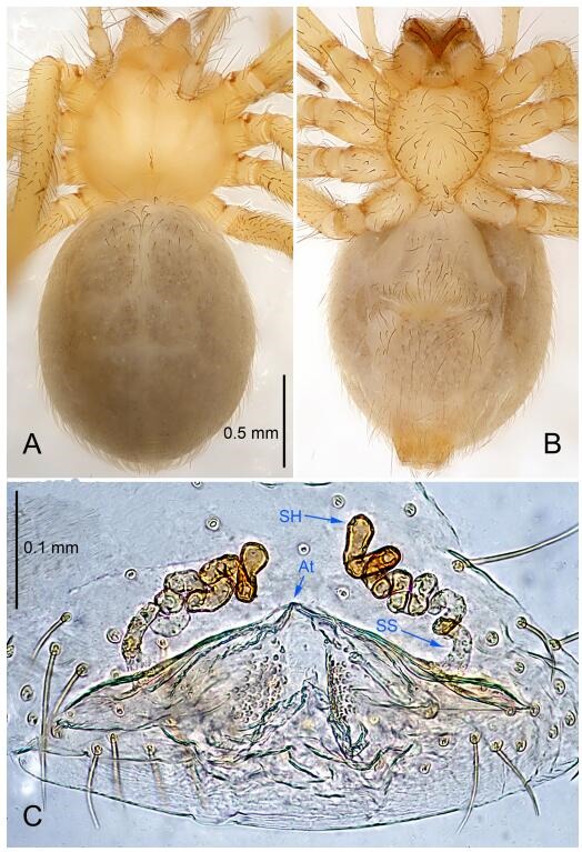 A: Habitus, dorsal view; B: Habitus, ventral view; C: Spermathecae, dorsal view. At: atrium; SS: spermathecae stalk; SH: spermathecae.