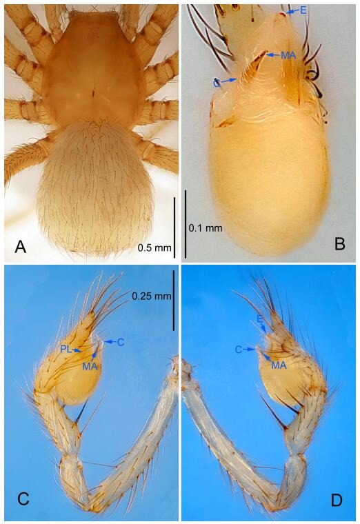 A: Habitus, dorsal view; B: Palpal bulb, ventral view; C: Palp, prolateral view; D: Palp, retrolateral view. PL: prolateral lobe; E: embolus; C: conductor; MA: median apophysis.