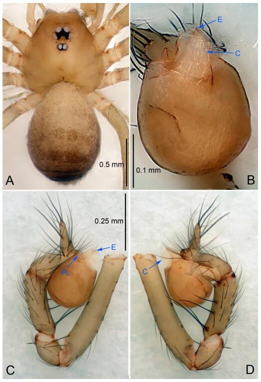 A: Habitus, dorsal view; B: Palpal bulb, ventral view; C: Palp, prolateral view; D: Palp, retrolateral view. PL: prolateral lobe; E: embolus; C: conductor.