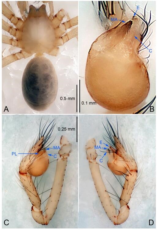 A: Habitus, dorsal view; B: Palpal bulb, ventral view; C: Palp, prolateral view; D: Palp, retrolateral view. PL: prolateral lobe; E: embolus; C: conductor; MA: median apophysis.