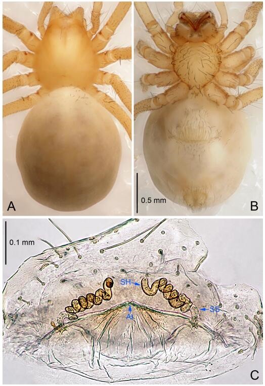 A: Habitus, dorsal view; B: Habitus, ventral view; C: Spermathecae, dorsal view. At: atrium; SS: spermathecae stalk; SH: spermathecae.