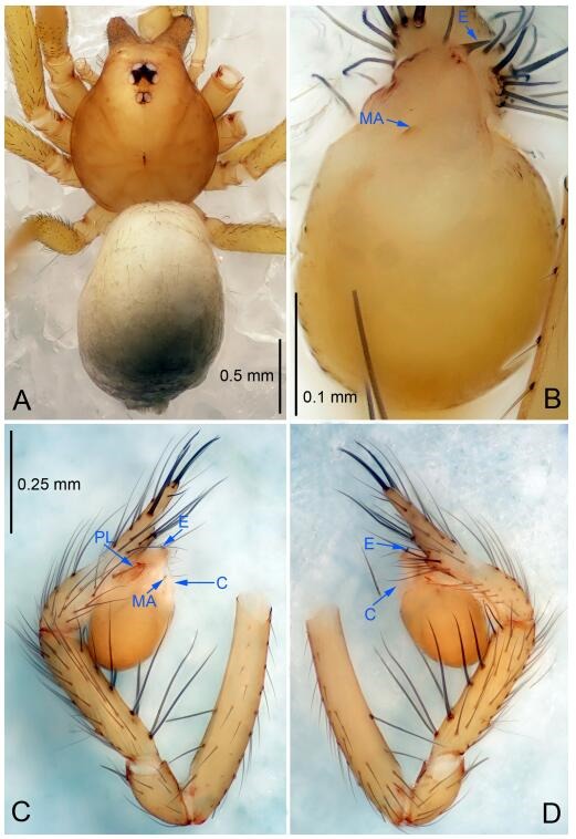 A: Habitus, dorsal view; B: Palpal bulb, ventral view; C: Palp, prolateral view; D: Palp, retrolateral view. PL: prolateral lobe; E: embolus; C: conductor; MA: median apophysis.