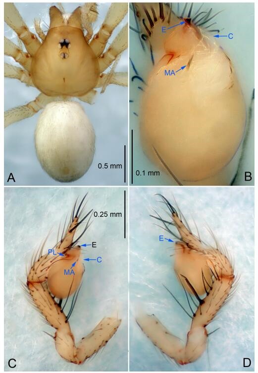 A: Habitus, dorsal view; B: Palpal bulb, ventral view; C: Palp, prolateral view; D: Palp, retrolateral view. PL: prolateral lobe; E: embolus; C: conductor; MA: median apophysis.