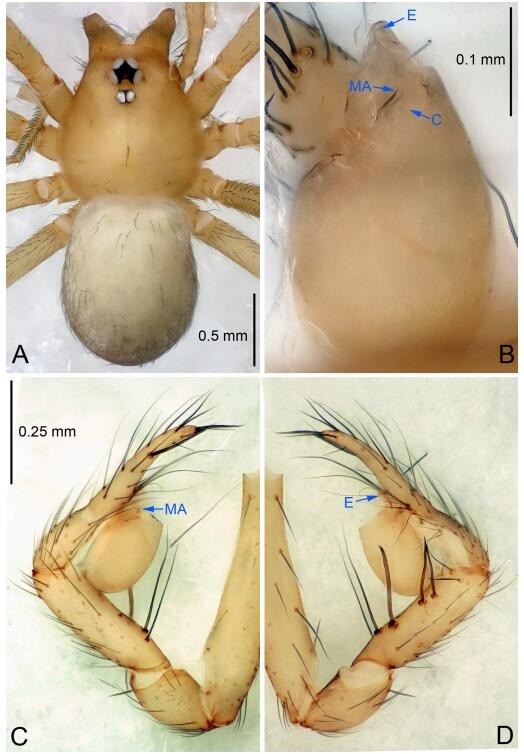 A: Habitus, dorsal view; B: Palpal bulb, ventral view; C: Palp, prolateral view; D: Palp, retrolateral view. PL: prolateral lobe; E: embolus; C: conductor; MA: median apophysis.