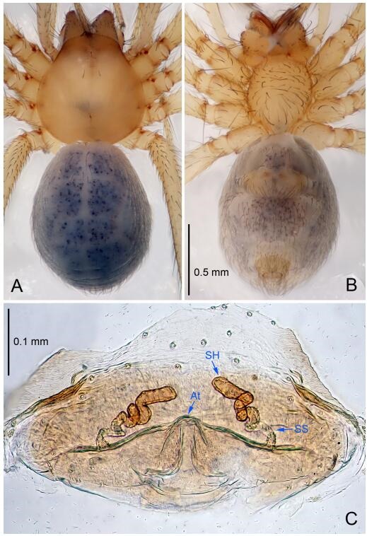 A: Habitus, dorsal view; B: Habitus, ventral view; C: Spermathecae, dorsal view. At: atrium; SS: spermathecae stalk; SH: spermathecae.