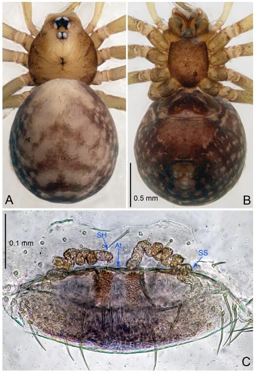 A: Habitus, dorsal view; B: Habitus, ventral view; C: Spermathecae, dorsal view. At: atrium; SS: spermathecae stalk; SH: spermathecae.