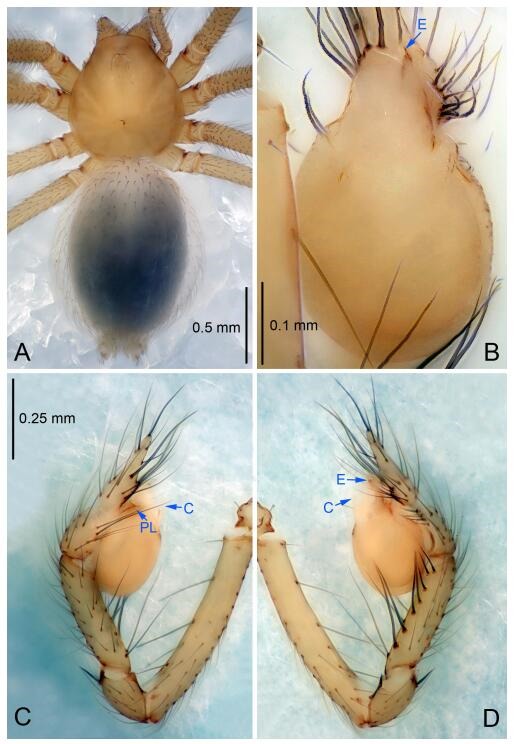 A: Habitus, dorsal view; B: Palpal bulb, ventral view; C: Palp, prolateral view; D: Palp, retrolateral view. PL: prolateral lobe; E: embolus; C: conductor.