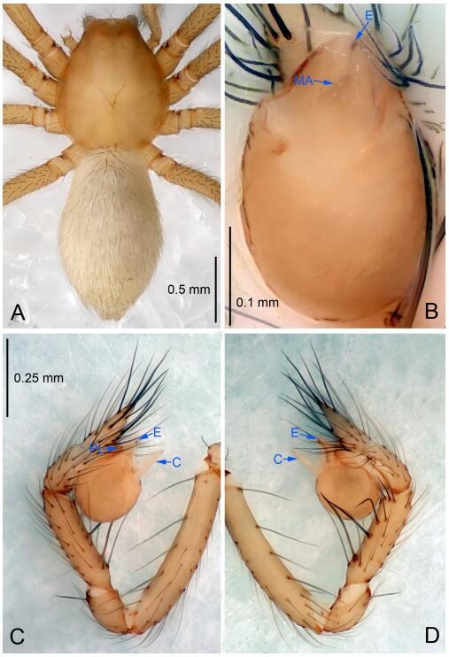 A: Habitus, dorsal view; B: Palpal bulb, ventral view; C: Palp, prolateral view; D: Palp, retrolateral view. PL: prolateral lobe; E: embolus; C: conductor; MA: median apophysis.