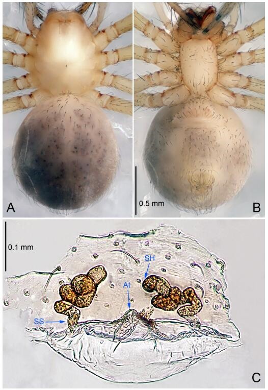 A: Habitus, dorsal view; B: Habitus, ventral view; C: Spermathecae, dorsal view. At: atrium; SS: spermathecae stalk; SH: spermathecae.