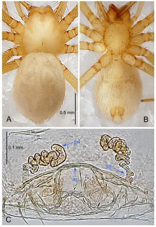 A: Habitus, dorsal view; B: Habitus, ventral view; C: Spermathecae, dorsal view. At: atrium; SS: spermathecae stalk; SH: spermathecae.