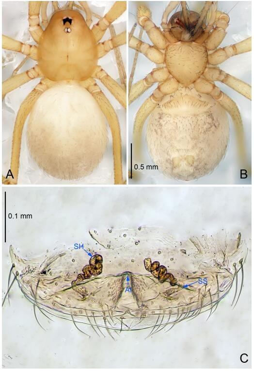 A: Habitus, dorsal view; B: Habitus, ventral view; C: Spermathecae, dorsal view. At: atrium; SS: spermathecae stalk; SH: spermathecae.