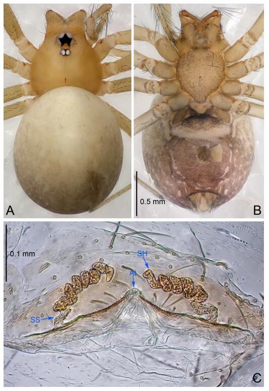 A: Habitus, dorsal view; B: Habitus, ventral view; C: Spermathecae, dorsal view. At: atrium; SS: spermathecae stalk; SH: spermathecae.