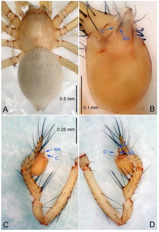 A: Habitus, dorsal view; B: Palpal bulb, ventral view; C: Palp, prolateral view; D: Palp, retrolateral view. PL: prolateral lobe; E: embolus; C: conductor; MA: median apophysis.