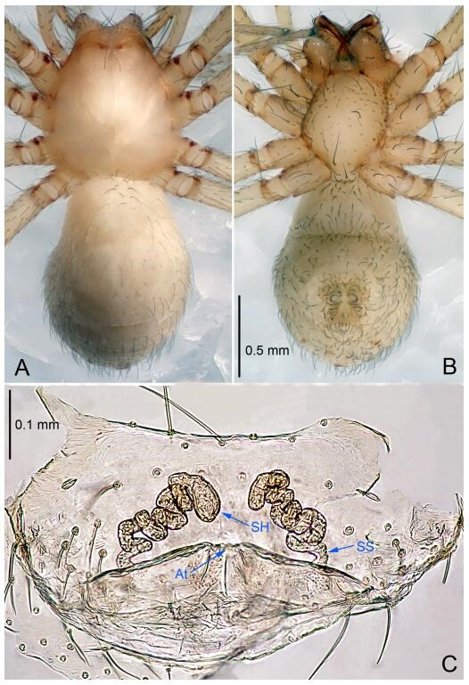 A: Habitus, dorsal view; B: Habitus, ventral view; C: Spermathecae, dorsal view. At: atrium; SS: spermathecae stalk; SH: spermathecae.