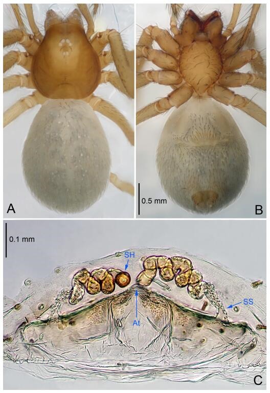 A: Habitus, dorsal view; B: Habitus, ventral view; C: Spermathecae, dorsal view. At: atrium; SS: spermathecae stalk; SH: spermathecae.