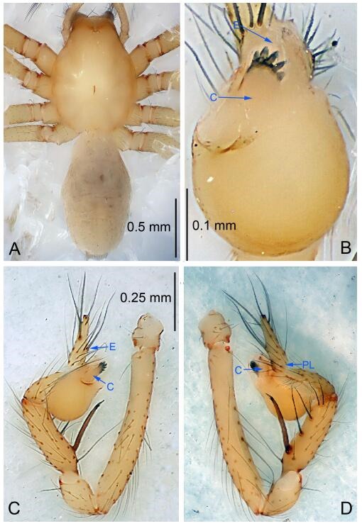 A: Habitus, dorsal view; B: Palpal bulb, ventral view; C: Palp, prolateral view; D: Palp, retrolateral view. PL: prolateral lobe; E: embolus; C: conductor; MA: median apophysis.