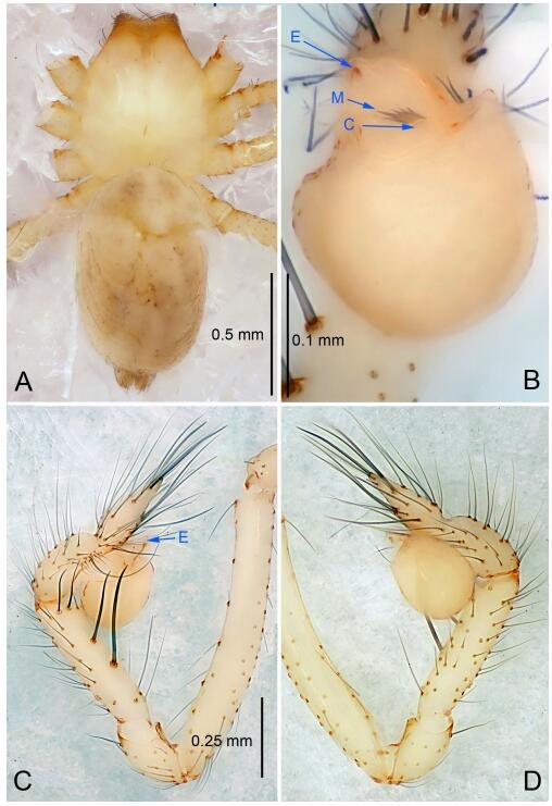 A: Habitus, dorsal view; B: Palpal bulb, ventral view; C: Palp, prolateral view; D: Palp, retrolateral view. PL: prolateral lobe; E: embolus; C: conductor; MA: median apophysis.