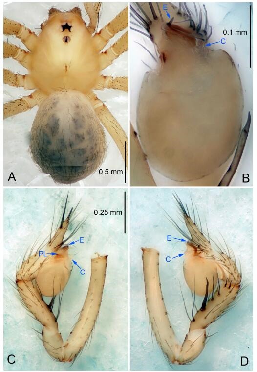 A: Habitus, dorsal view; B: Palpal bulb, ventral view; C: Palp, prolateral view; D: Palp, retrolateral view. PL: prolateral lobe; E: embolus; C: conductor.