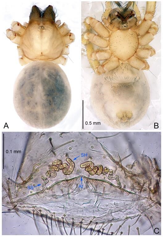 A: Habitus, dorsal view; B: Habitus, ventral view; C: Spermathecae, dorsal view. At: atrium; SS: spermathecae stalk; SH: spermathecae.