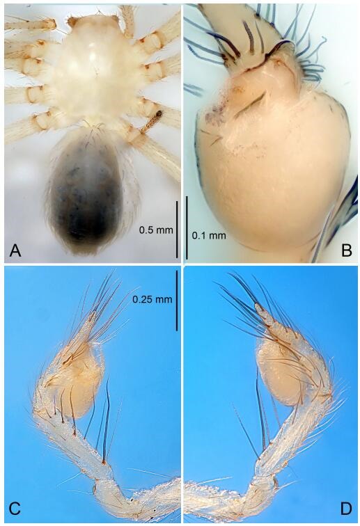 A: Habitus, dorsal view; B: Right palpal bulb, ventral view; C: Right palp, retrolateral view; D: Right palp, prolateral view. PL: prolateral lobe; E: embolus; C: conductor; MA: median apophysis.