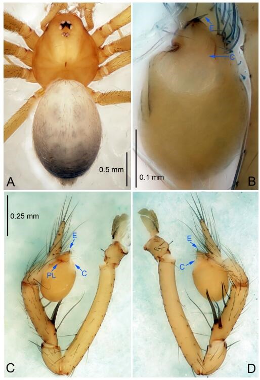 A: Habitus, dorsal view; B: Palpal bulb, ventral view; C: Palp, prolateral view; D: Palp, retrolateral view. PL: prolateral lobe; E: embolus; C: conductor.