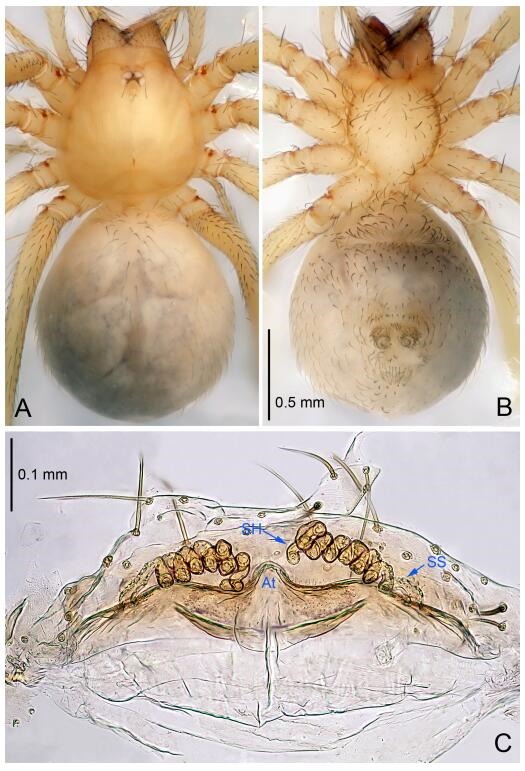 A: Habitus, dorsal view; B: Habitus, ventral view; C: Spermathecae, dorsal view. At: atrium; SS: spermathecae stalk; SH: spermathecae.