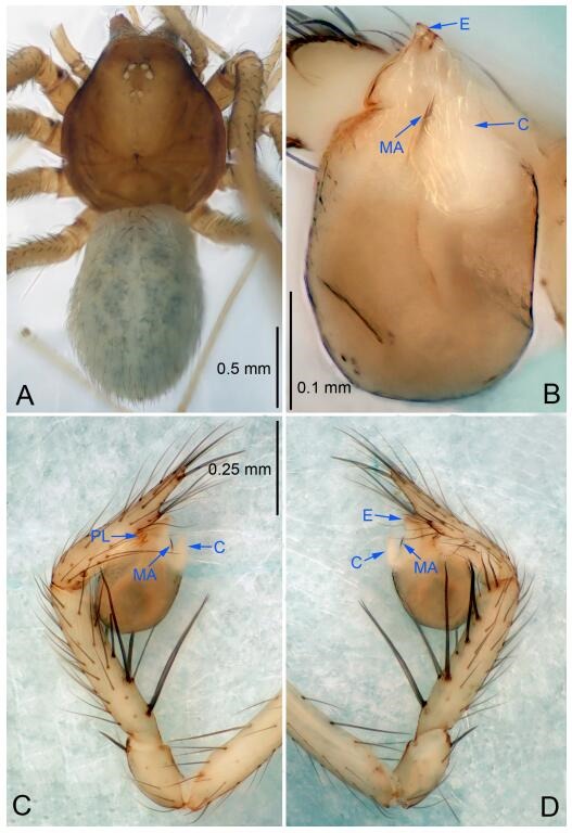 A: Habitus, dorsal view; B: Palpal bulb, ventral view; C: Palp, prolateral view; D: Palp, retrolateral view. PL: prolateral lobe; E: embolus; C: conductor; MA: median apophysis.