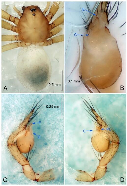 A: Habitus, dorsal view; B: Right palpal bulb, ventral view; C: Right palp, retrolateral view. D: Right palp, prolateral view; PL: prolateral lobe; E: embolus; C: conductor.