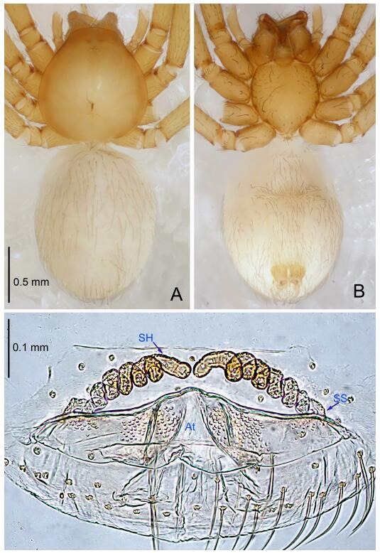 A: Habitus, dorsal view; B: Habitus, ventral view; C: Spermathecae, dorsal view. At: atrium; SS: spermathecae stalk; SH: spermathecae.