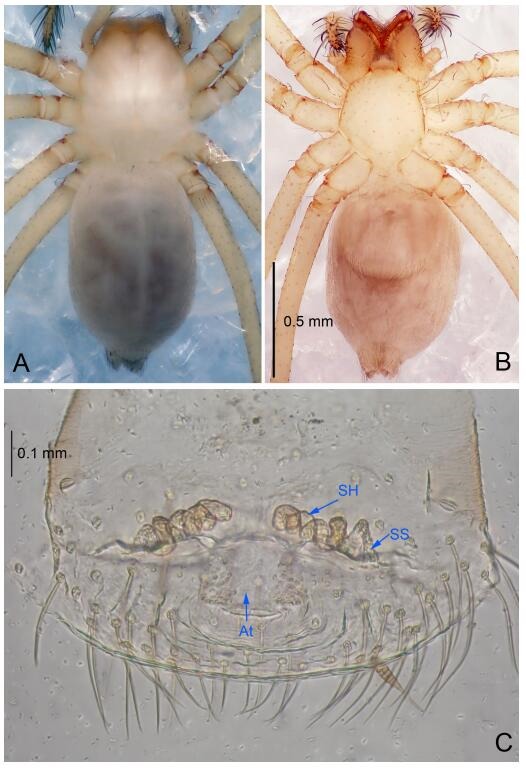 A: Habitus, dorsal view; B: Habitus, ventral view; C: Spermathecae, dorsal view. At: atrium; SS: spermathecae stalk; SH: spermathecae.