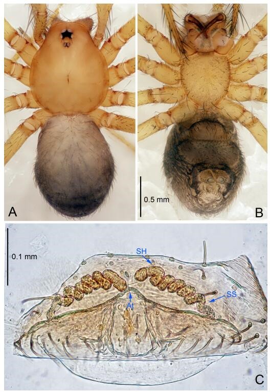 A: Habitus, dorsal view; B: Habitus, ventral view; C: Spermathecae, dorsal view. At: atrium; SS: spermathecae stalk; SH: spermathecae.