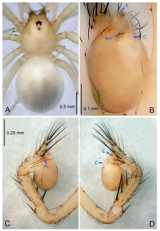 A: Habitus, dorsal view; B: Palpal bulb, ventral view; C: Palp, prolateral view; D: Palp, retrolateral view. PL: prolateral lobe; E: embolus; C: conductor; MA: median apophysis.