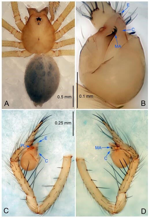 A: Habitus, dorsal view; B: Palpal bulb, ventral view; C: Palp, prolateral view; D: Palp, retrolateral view. PL: prolateral lobe; E: embolus; C: conductor; MA: median apophysis.