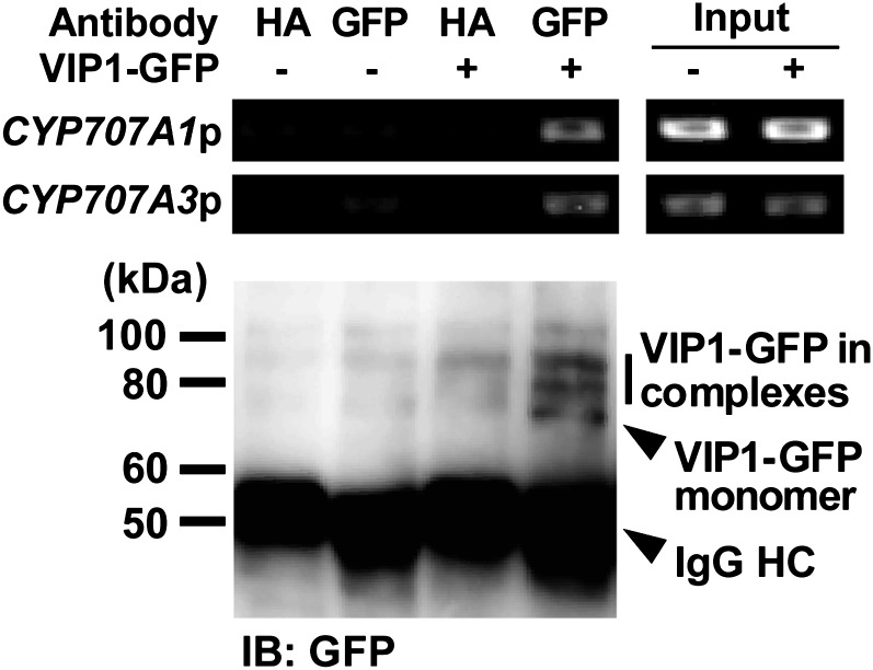 Figure 6.