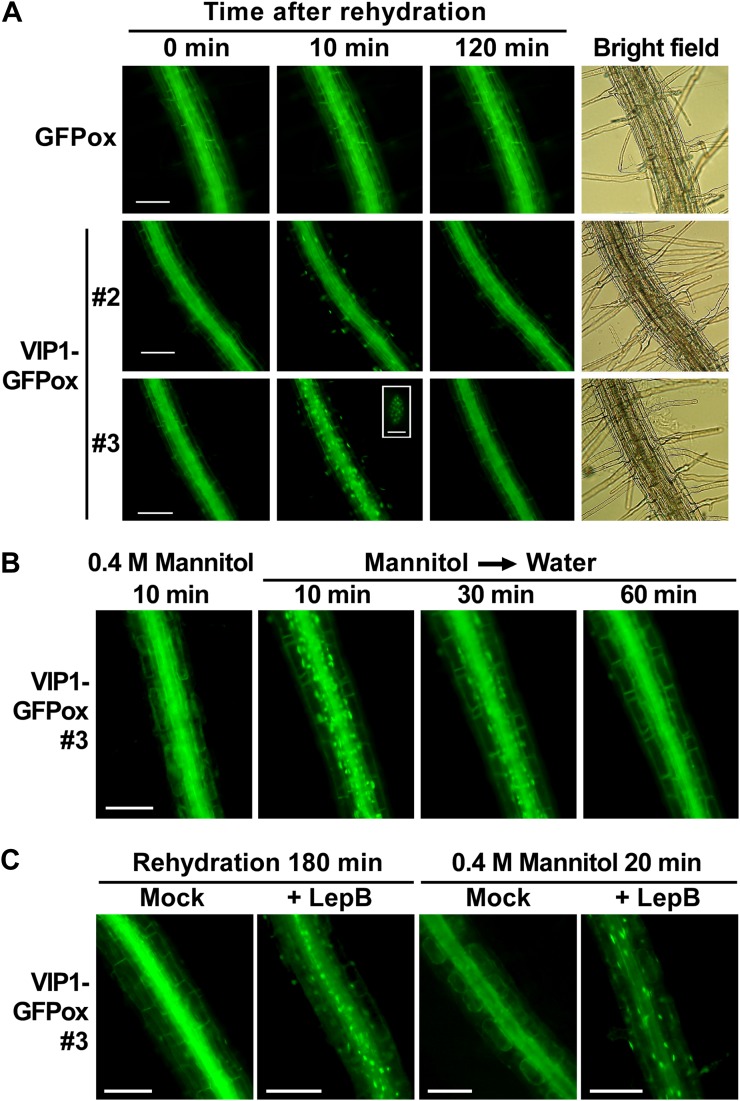 Figure 2.