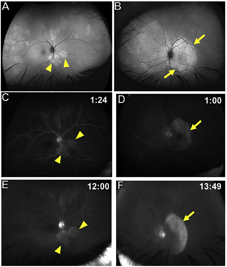 Fig. 4