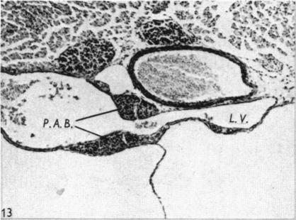 Fig. 13