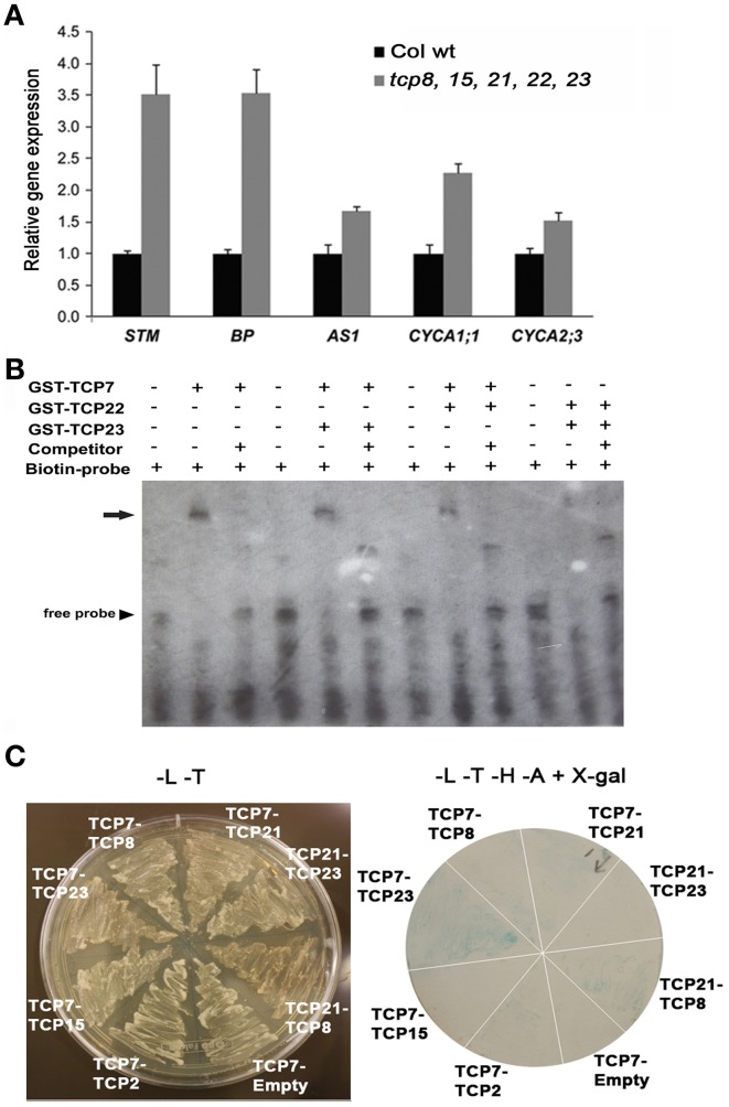 Figure 5